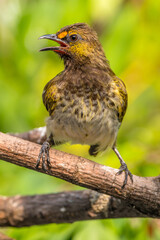 The orange-spotted bulbul (Pycnonotus bimaculatus) is a species of songbird in the bulbul family of passerine birds. It is endemic to Java, Bali and Sumatra.