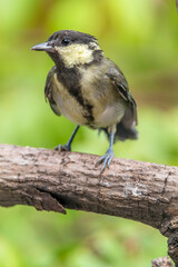 The great tit (Parus major) is a small passerine bird in the tit family Paridae