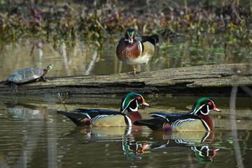 Wildlife Wooducks and Turtle