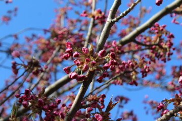 Trees blossom