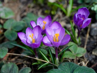 Purple crocuses flowering in nature. Close-up.