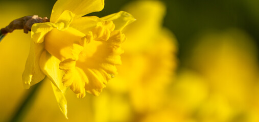 A yellow flower with a yellow center and yellow petals. The flower is in the foreground and the...