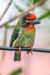 The coppersmith barbet (Psilopogon haemacephalus), also called crimson-breasted barbet and coppersmith
