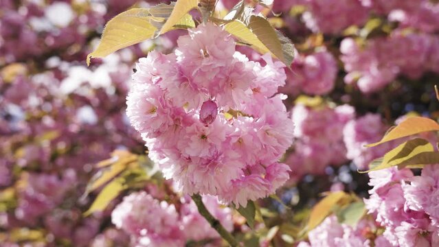 Cerisier dans un parc au soleil
