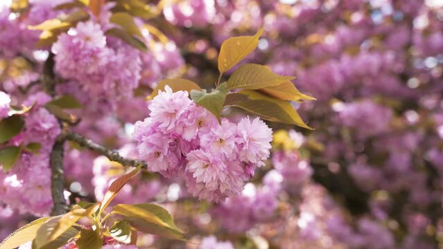 Cerisier dans un parc au soleil
