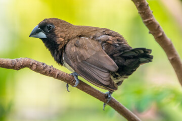 The Javan munia (Lonchura leucogastroides) is a species of estrildid finch native to southern Sumatra, Java, Bali and Lombok islands in Indonesia.
