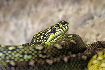 Diamond python, morelia spilota spilota, otherwise known as the carpet python, is a constrictor snake found in southern Australia.