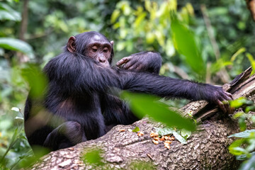 Adult chimpanzee grooming, pan troglodytes, in the tropical rainforest of Kibale National Park, western Uganda. Park conservation programme means that some troupes are habituated for human contact.
