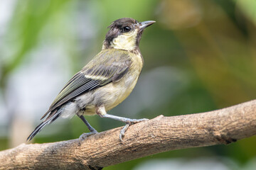 The great tit (Parus major) is a small passerine bird in the tit family Paridae