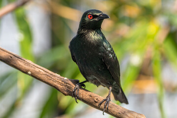 Fototapeta premium The Asian glossy starling (Aplonis panayensis) is a species of starling in the family Sturnidae. It is found in Bangladesh, Brunei, India, Indonesia