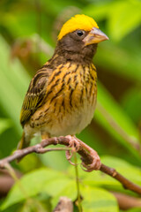 The streaked weaver (Ploceus manyar) is a species of weaver bird found in South Asia and South-east Asia