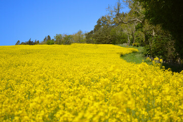 Yellow rapeseed flowers field in the sunshine
