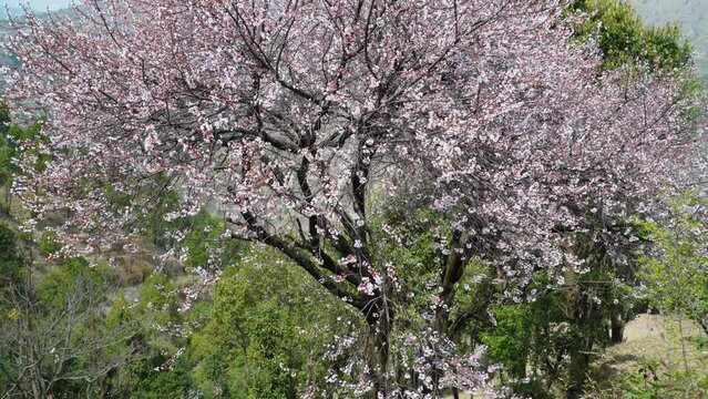 Cherry blossom, or sakura, in the Himalayan region of Uttarakhand, India.
