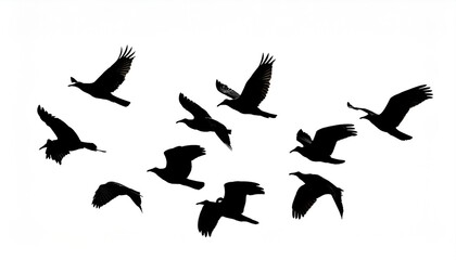 Black silhouette flock of birds backlit Isolate on white background