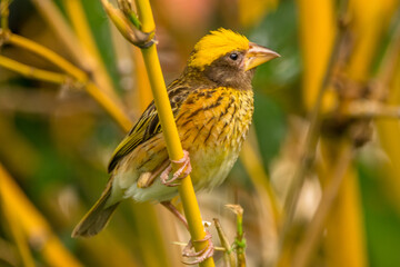 The streaked weaver (Ploceus manyar) is a species of weaver bird found in South Asia and South-east Asia