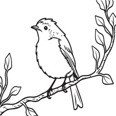 Robin coloring pages. Robin bird outline pages for coloring book