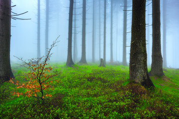 Spring spruce forest