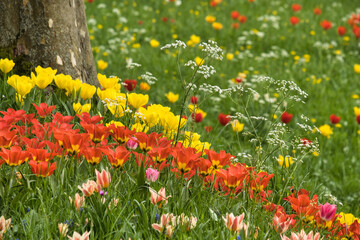 Tulpen in der Wiese