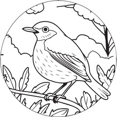 Robin coloring pages. Robin bird outline pages for coloring book