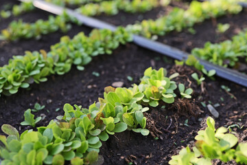 lettuce plants grown in a home garden, in a garden bed, using biological methods. An automated drip irrigation system has been installed. Home gardening concept
