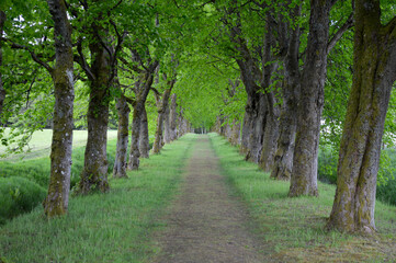 Fototapeta na wymiar Beautiful tree-lined road in countryside 