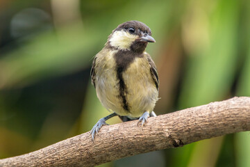 Fototapeta premium The great tit (Parus major) is a small passerine bird in the tit family Paridae