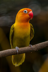 A lovebird (Agapornis) is a type of parrot. There are nine species. They are a social and affectionate small parrot.