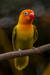 A lovebird (Agapornis) is a type of parrot. There are nine species. They are a social and affectionate small parrot.