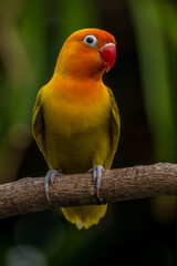 A lovebird (Agapornis) is a type of parrot. There are nine species. They are a social and affectionate small parrot.