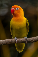 A lovebird (Agapornis) is a type of parrot. There are nine species. They are a social and affectionate small parrot.