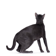 Korat cat standing side ways. looking up to the back, not showing face. Isolated on a white background.