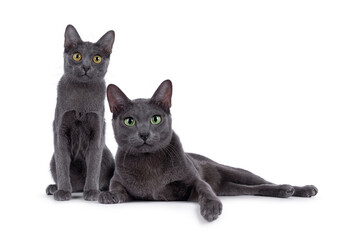 Kitten and adult Korat cat sitting and laying down beside each other. Both looking to the camera. Isolated on a white background.