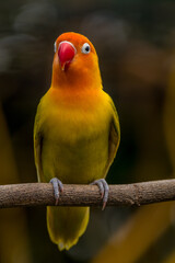 A lovebird (Agapornis) is a type of parrot. There are nine species. They are a social and affectionate small parrot.