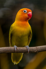 A lovebird (Agapornis) is a type of parrot. There are nine species. They are a social and affectionate small parrot.