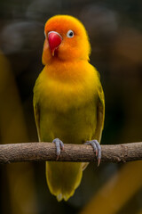 A lovebird (Agapornis) is a type of parrot. There are nine species. They are a social and affectionate small parrot.