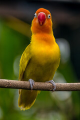 A lovebird (Agapornis) is a type of parrot. There are nine species. They are a social and affectionate small parrot.