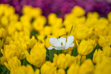 white tulip 