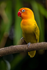 A lovebird (Agapornis) is a type of parrot. There are nine species. They are a social and affectionate small parrot.