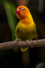 A lovebird (Agapornis) is a type of parrot. There are nine species. They are a social and affectionate small parrot.