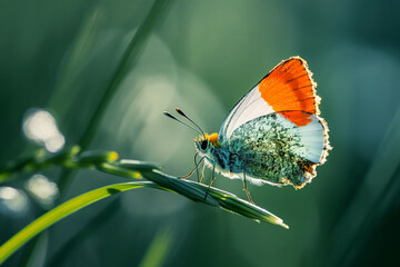 Macro shot of a vibrant orange tip butterfly perched delicately on a blade of grass
