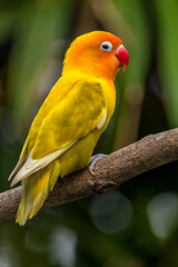 A lovebird (Agapornis) is a type of parrot. There are nine species. They are a social and affectionate small parrot.
