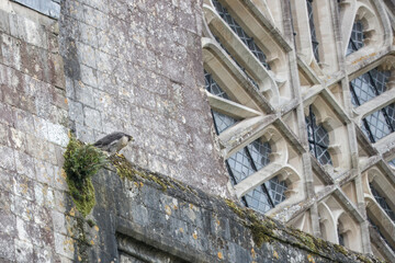 Peregrine Falcon Falco peregrinus perched on Winchester Cathedral Hampshire England