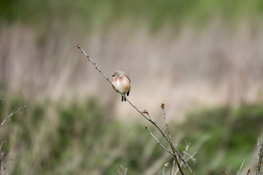 the common linnet a slim bird with a long tail named after their favourite food seed linseed perched on a branch with a blurred background