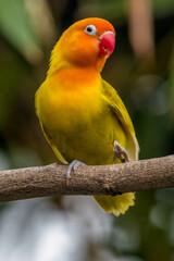 A lovebird (Agapornis) is a type of parrot. There are nine species. They are a social and affectionate small parrot.