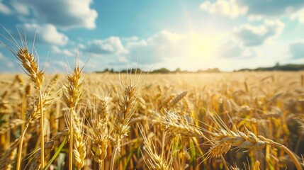Fototapeta premium Sunlit wheat field close-up