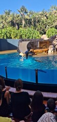 california sea lions in lor park tenerife show performance 