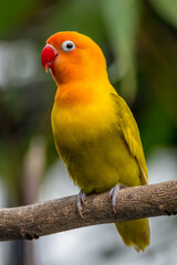 A lovebird (Agapornis) is a type of parrot. There are nine species. They are a social and affectionate small parrot.