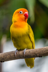 A lovebird (Agapornis) is a type of parrot. There are nine species. They are a social and affectionate small parrot.