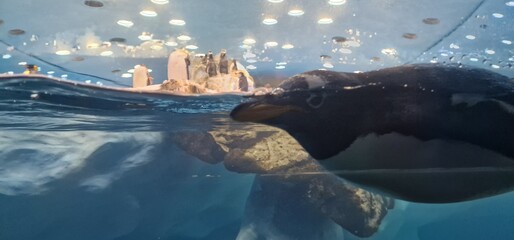 penguins in zoo. loropark
tenerife