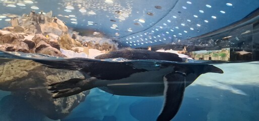 penguins in zoo. loropark
tenerife
